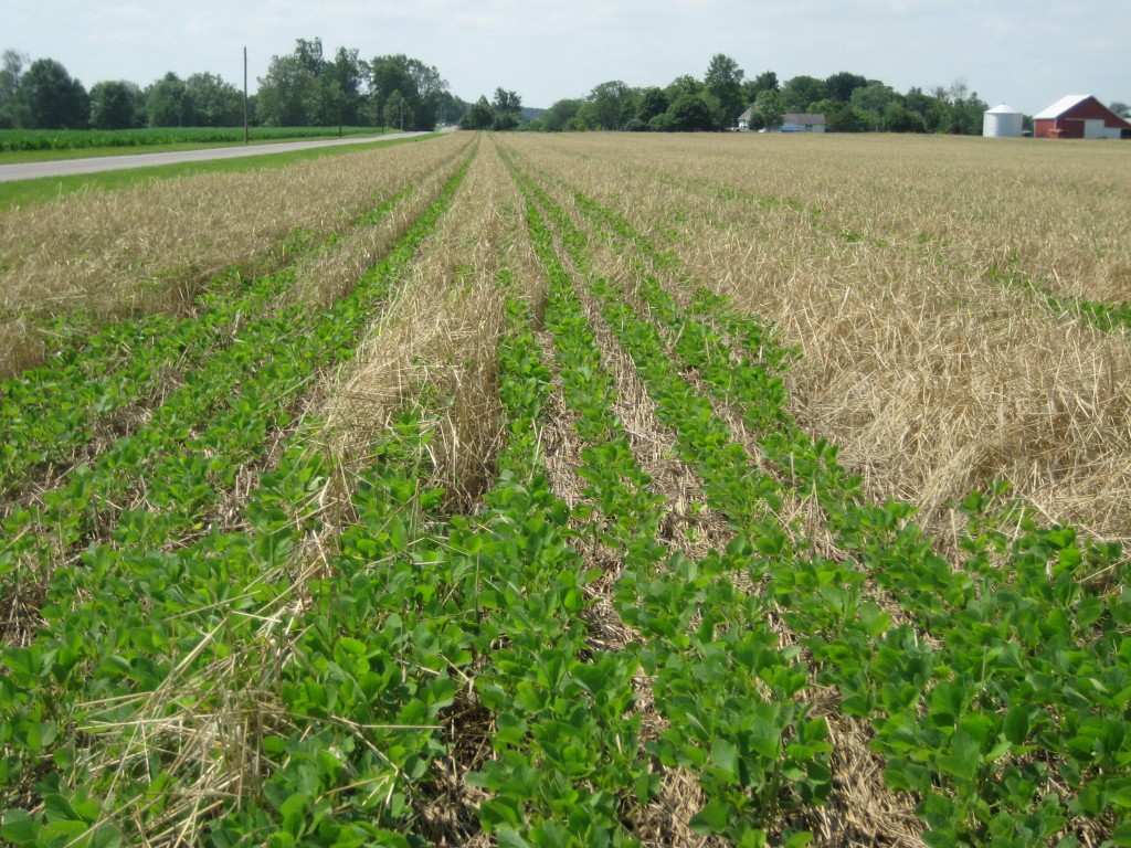 Photo Diary – Soybeans planted into a Cereal Rye cover crop- part 2 ...