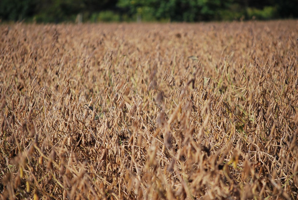 Photo Diary Soybeans planted into a Cereal Rye cover crop part 3