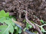 Short Cover Crops Put Down Deep Roots - Plant Cover Crops