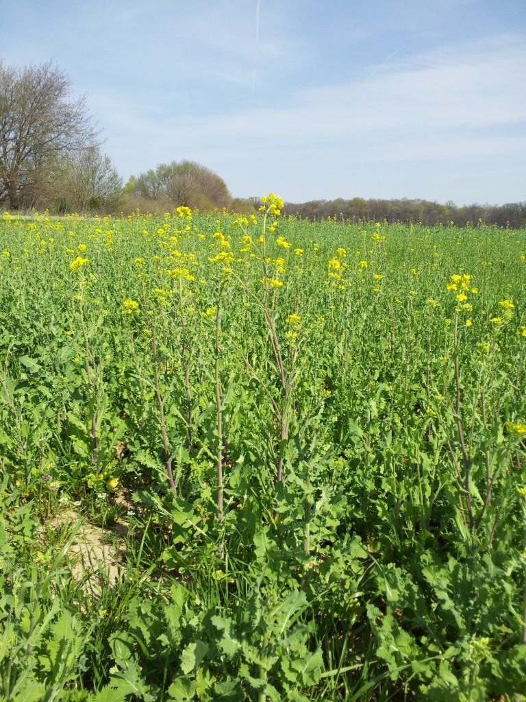 Cover Crop Turnips - A Good Choice Over Radishes? - Plant Cover Crops