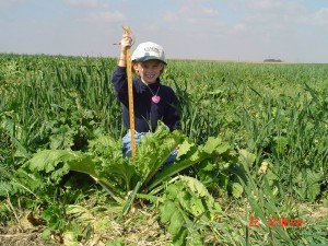 The Oats are nearly 30" tall and the turnips are around 18" in this Oactober photo.  The Cereal Rye was about 6" tall at this time.  This mixture was planted in late August and the photo was taken Oct 22 - approximately 8 weeks after planting.  My daughter Grace was the model..