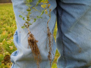 Inoculated peas are significantly better at producing nitrogen