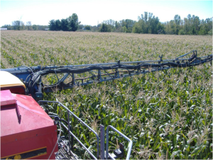 Although not as fast as aerial applying cover crops; a high-boy type spreader does a fabulous job. Here is Andy Ambriole from near Ft. Wayne, IN applying Craig Simon's cover crop grazing mix of Oats, Winter Cereal Rye, and Appin Turnips in late August 2012.