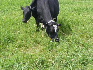 For Kura Clover to be best utilized on your farm you really need to graze it the first two years and periodically thereafter.  Cattle milked similarly on this mixture as what they did on alfalfa!