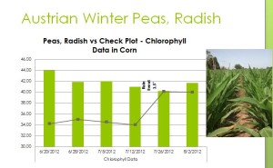 When Austrian Winter Peas were added to a scavenger (Radishes) the chlorophyll readings were very favorable compared to the no cover crop check plot and plots with just scavengers.