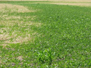 It is easy to see the area where the soybeans were planted into tilled ground over a new tile compared to the soybeans no-tilled  into winter cereal rye.