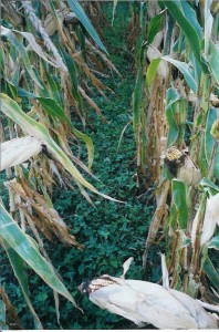 Note that this photo (taken in October 2002) shows large ears and a beautiful crop of Kura Clover growing under the canopy. 