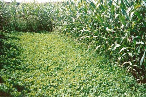 Corn growing in Kura Clover in Arlington, Wisconsin.