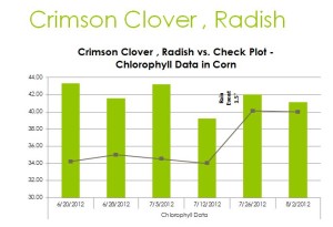 Just like the peas gave us an advantage over the no cover crop check the crimson clover showed very favorably.  