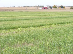 Here is a photo of the Ingham County Michigan Cover Crop Plot.  Where there was a legume in the mixture there was considerably more growth and earthworm activity