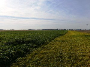 The Radishes on the left had manure applied and those on the right did not have any additional nitrogen applied.  