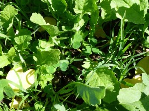 Cover Crops