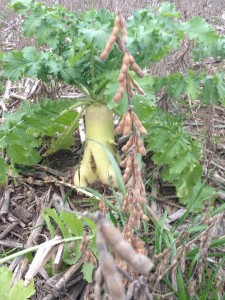 Beans are ready for harvest but radishes can create a headache if not controlled with season long scouting.