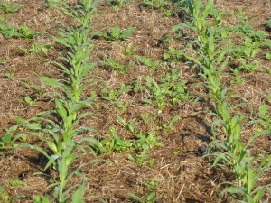 These radishes were easily killed with the second spray of the season.  However, I wish that the initial residual herbicides had controlled them as we anticipated they would have.