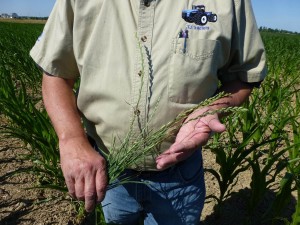 It only takes a few annual ryegrass plants that produce seed to create a weed problem - especially if wheat is in the rotation.