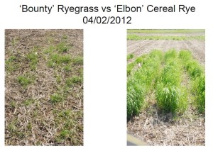 September 5, 2011 planted Annual Ryegrass compared to Winter Cereal Rye in central Iowa in April 2012.  Note the dramatic difference in winterhardiness.