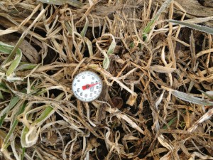 The soil temperature on March 29, 2013 at approximately 4 inches in an annual ryegrass cover crop.