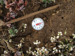 Soil temperature reading on March 29, 2013 in no-till soil.