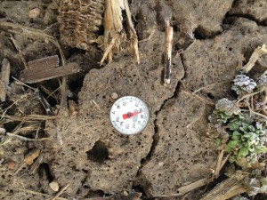 The soil temperature on March 29, 2013 at approximately 4 inches in fall tilled soil.