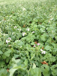 Planting Radishes too early or planting the wrong Radish can create a problem with seed production on the radishes...and you don't want that!