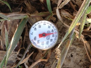 Soil temperature in the Annual Ryegrass cover crop plot 4-5-2013