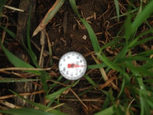 The soil temperature in the long-term no-till soil with a cover crop.  Note that the soil looks drier and it is also the warmest reading this week.