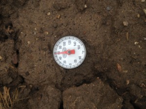 The soil temperature in the fall-tilled soil on 4-12-2013.  The soil doe not look as wet as the no-tilled soils.  Maybe the water went down the cracks!