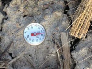 Soil temperature in the fall tilled soil 4-5-2013