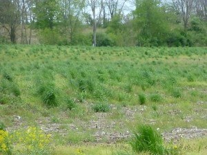 Surprise!  That's what our reaction was to the volunteer annual ryegrass growing in our fields nearly 18 months after they were sown.