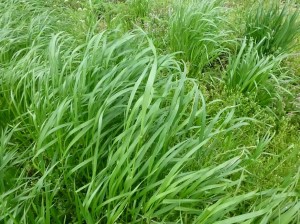 This volunteer annual ryegrass was terminated before heading out but it was jointed and would have made a great forage plant.