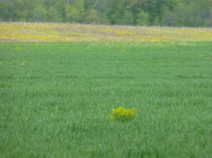 Should farmers be penalized in a wet and cold year for growing a cover crop instead of having a field of winter annual weeds?  Common sense says that a cover crop is better for agriculture than weeds.