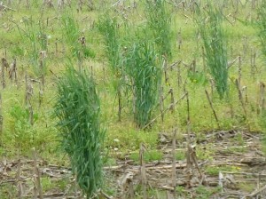 Volunteer Winter Cereal Rye was also growing in the old plot area.  The cover crop was terminated well before the corn will be planted. 