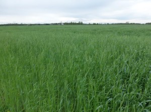 This field of Winter Cereal rye grew tremendously in very late April and early May.  Now it is headed out.  Doed this field qualify for crop insurance?