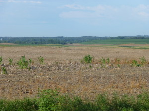 You can seemingly look for miles without seeing a cash crop planted in some areas of SE Minnesota