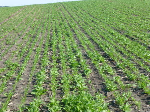 This beautiful stand of cover crops was planted July 2, 2013 at Brad's dad's place not far from the hog barns.  If you sniff this photo real hard you can smell the hogs!