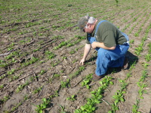 Brad Hagen looking at his Pasja Hybrid Brassica and Berseem clover. These are brand new species to Brad.