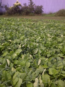 This prevent plant field had plenty of nitrogen from manure to capture.  Hagan farms used a hybrid brassica and spring barley to secure the nitrogen and Berseem clover to produce more N and provide better soil health.