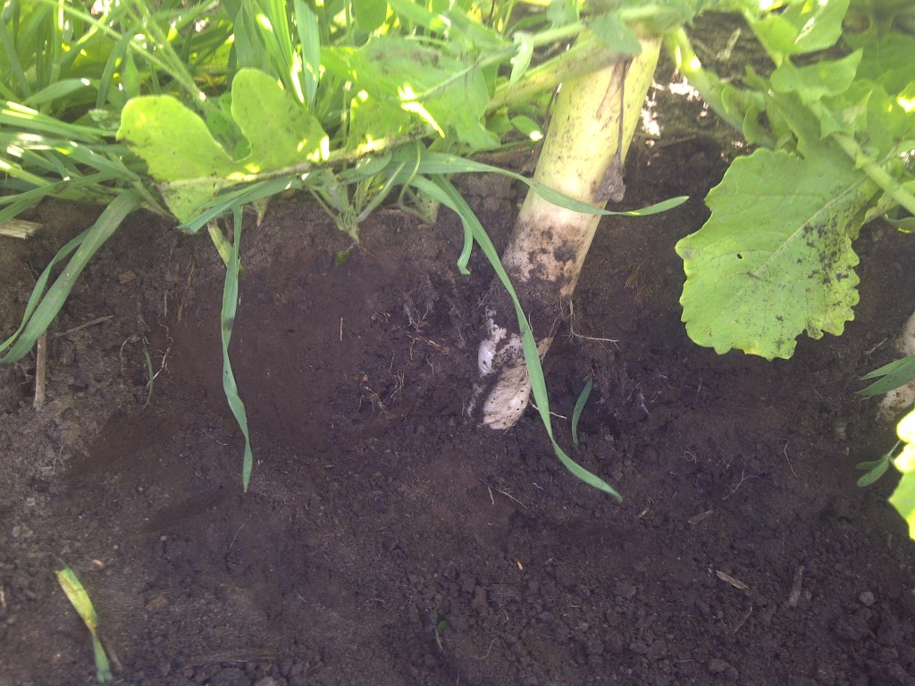 Cover Crop Field Day Set in Blooming Prairie, MN Plant Cover Crops