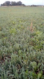 A beautiful stand of Oats, Berseem Clover, and Pasja Hybrid Brassica on prevent plant acres in SO. MN