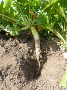 This 5 week old PileDriver Radish shows the compaction zone starts at around 2-3" seep. Roots on this radish went over 24" deep despite very dry conditions.