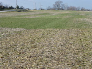 I cannot wait for warmer temperatures so we can see what cover crops survived this past record setting-cold winter.