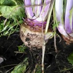 Appin Turnips make an outstanding cover crop and forage crop too!