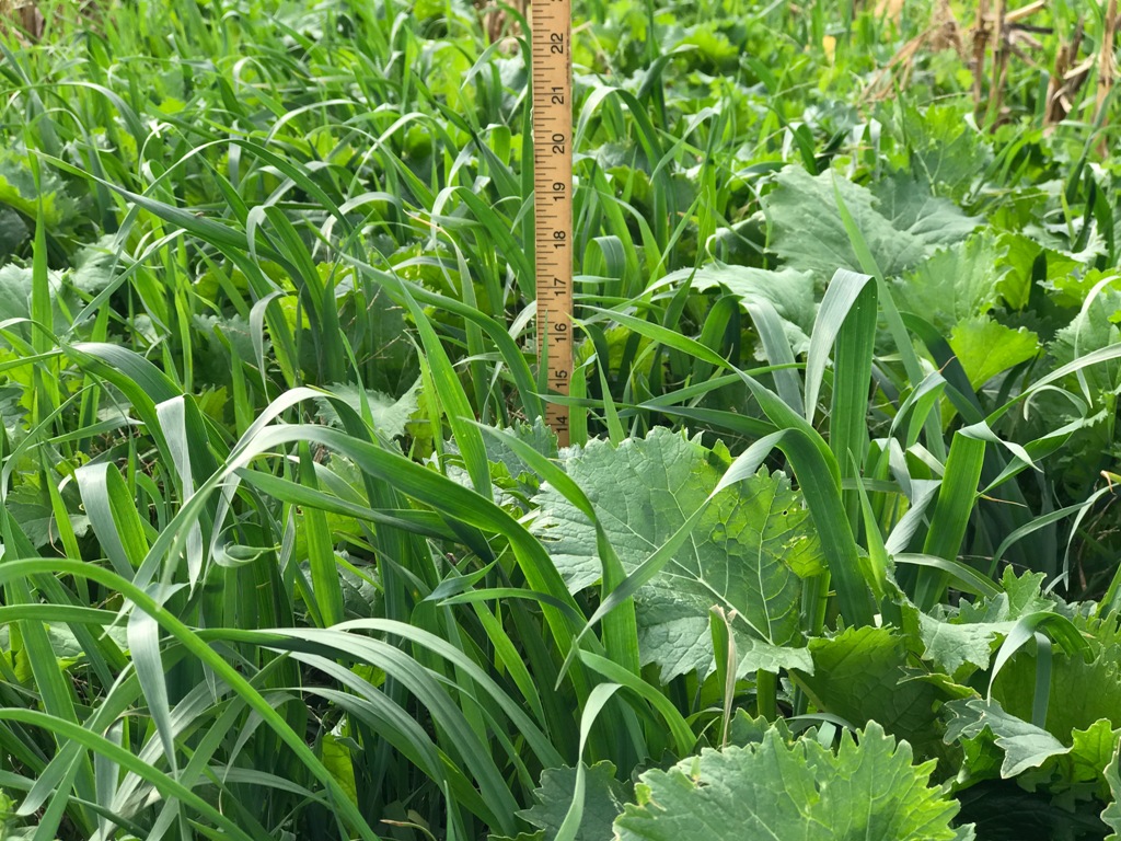 Forager Mix is a mix of cereal (winter) rye, forage oats, and forage turnips. It works well for fall and spring grazing, all the while protecting and improving the soil. 