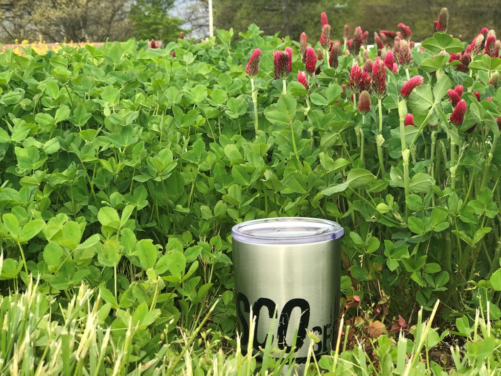 Clover is a great nitrogen fixing legume. 