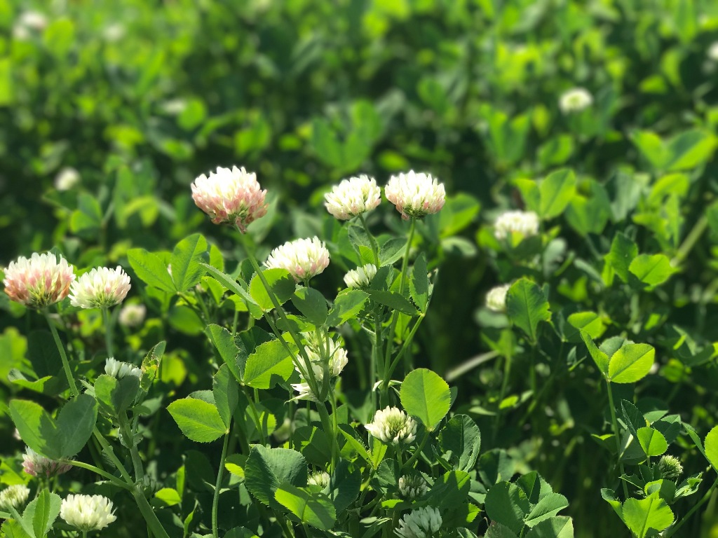 Balansa clover can produce a lot of nitrogen. 