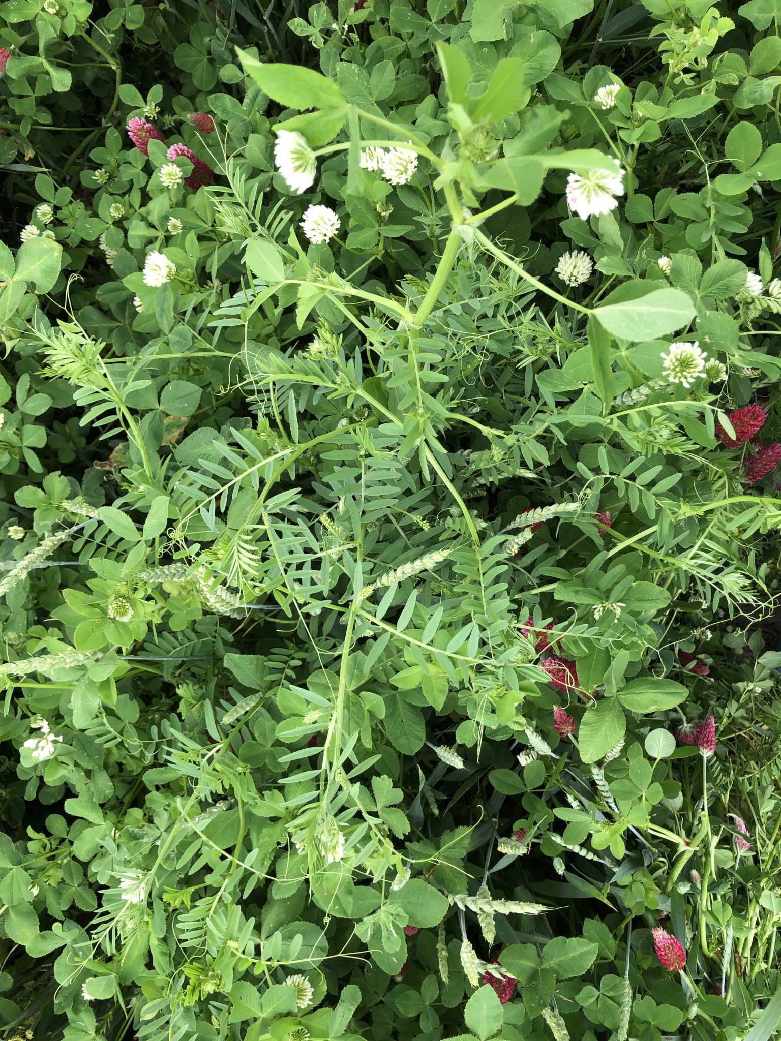 Vetch Rye Hairy Vetch - Plant Cover Crops