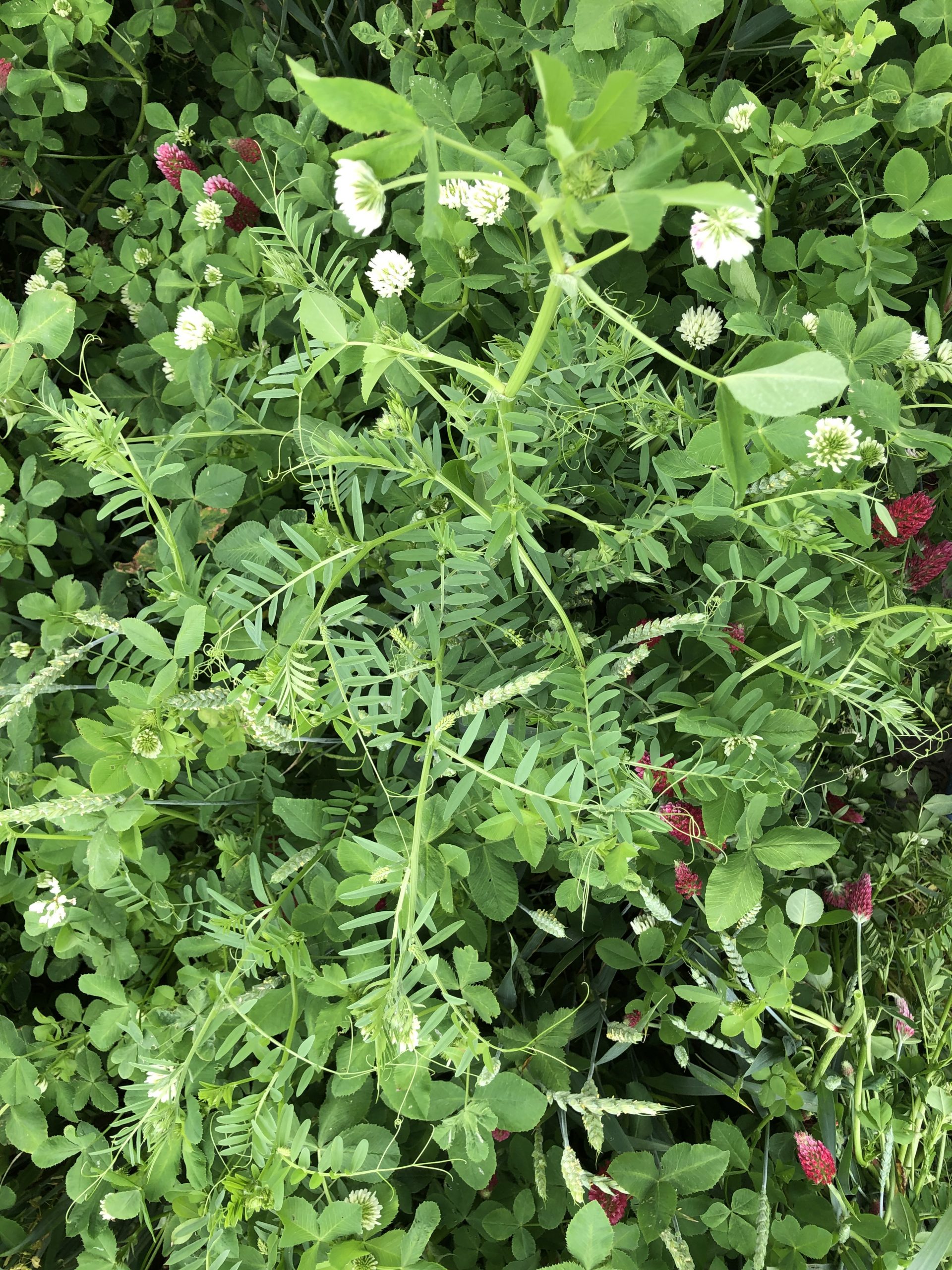 Hairy vetch is an excellent nitrogen producing cover crop. It works well ahead of corn and can be mixed with other cover crops. 