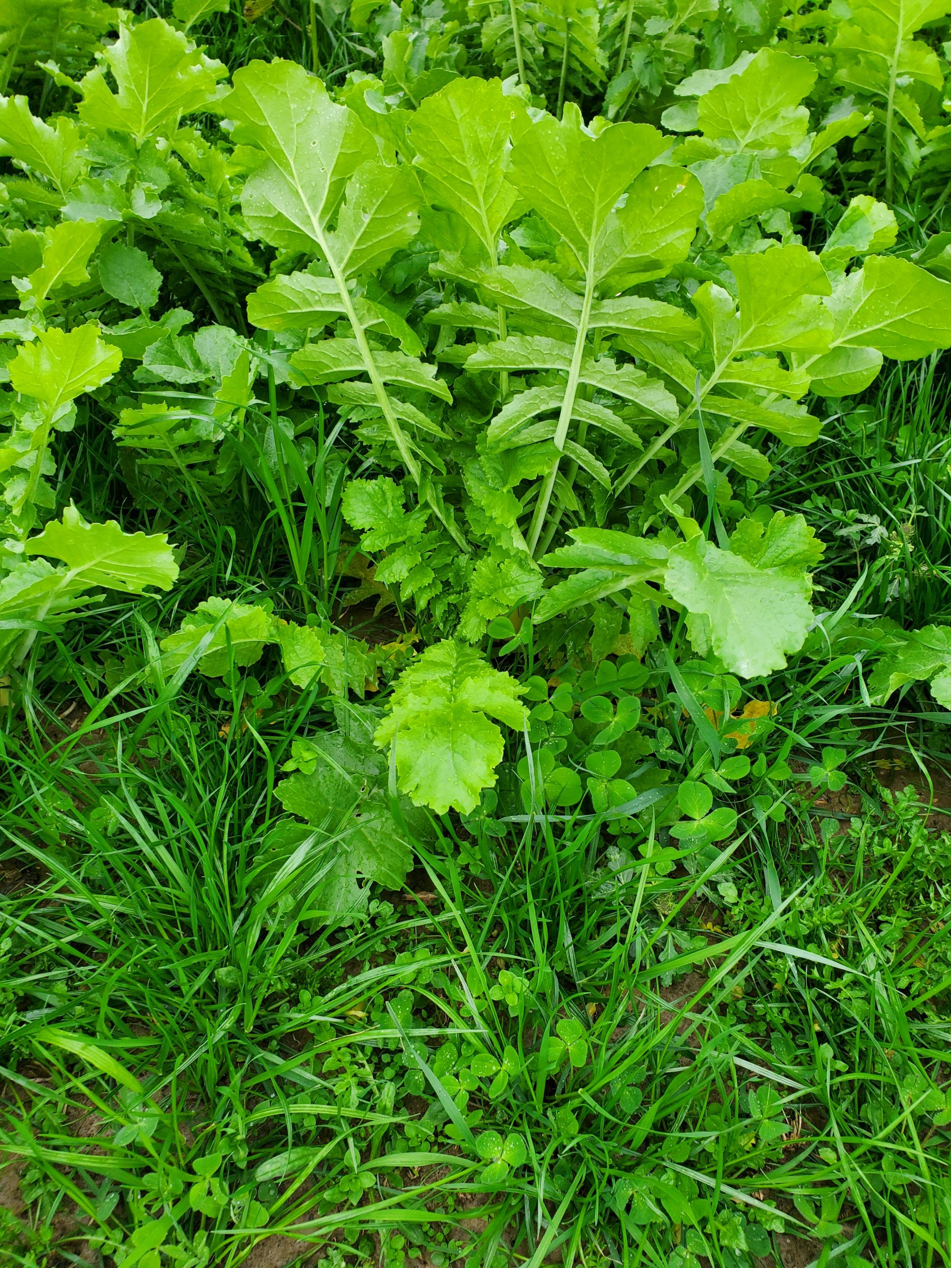 An Excellent Cover Crop Mix Ahead of Corn Plant Cover Crops