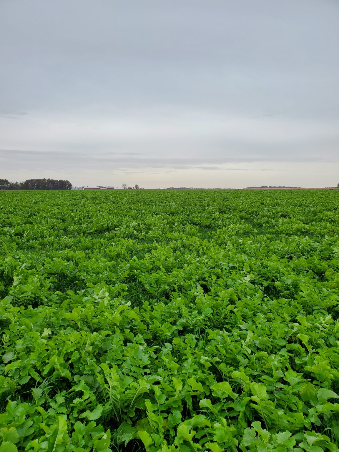 An Excellent Cover Crop Mix Ahead of Corn Plant Cover Crops
