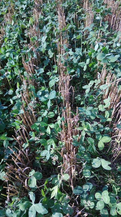 Weed Suppression Archives - Plant Cover Crops